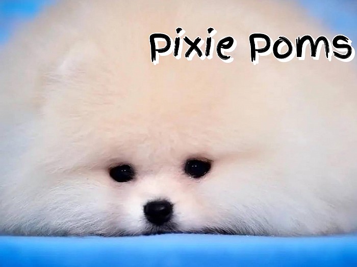 Welcome Pixie Poms