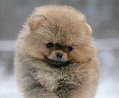 Pomeranian puppies for sale near me