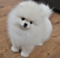 Pomeranian puppies for sale in Texas