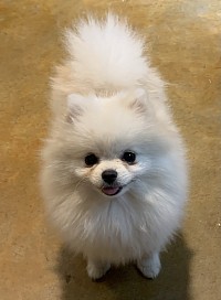 AKC white Pomeranian