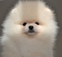 Pomeranian puppy