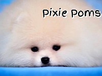 Pixie Pomeranians