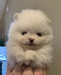 White Pomeranian puppy