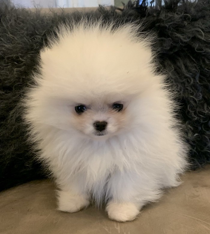 White AKC Pomeranian puppy