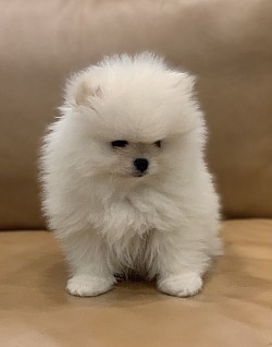 White Pomeranian puppy