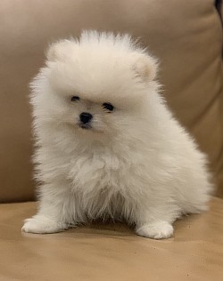 AKC Pomeranian puppy for sale
