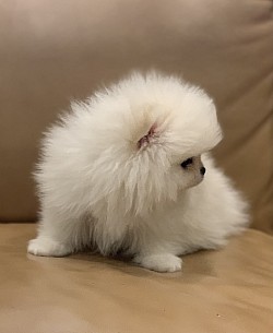 White pom puppy in Texas