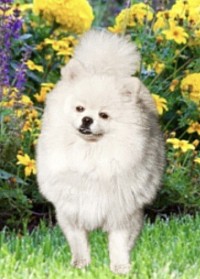 White Pomeranian