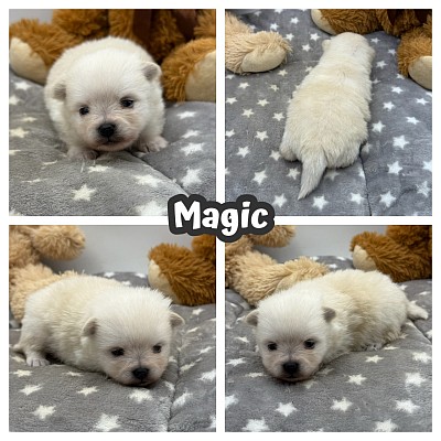 White Pomeranian puppy for sale texas
