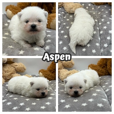 Pomeranian puppy puppies for sale near me
