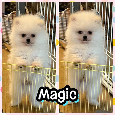 White Pomeranian puppy for sale texas