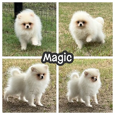 White Pomeranian puppy for sale texas