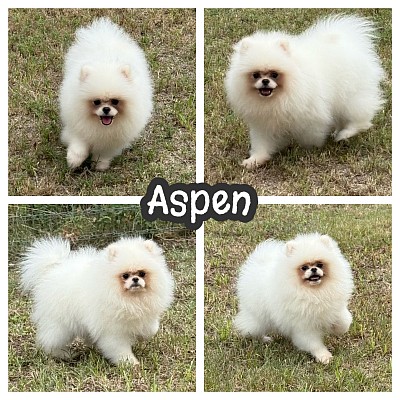 Pomeranian puppy puppies for sale near me