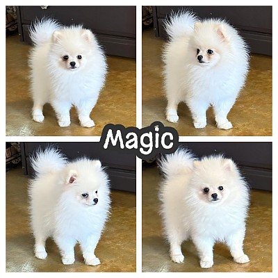 White Pomeranian puppy for sale texas