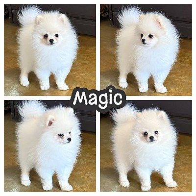 White Pomeranian puppy for sale texas