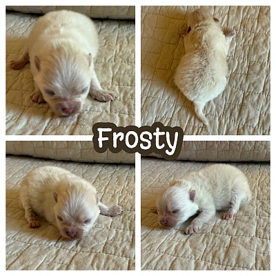 Pomeranian puppy for sale