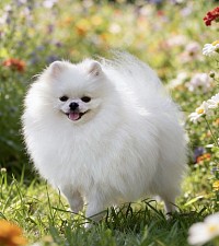 White Pomeranian