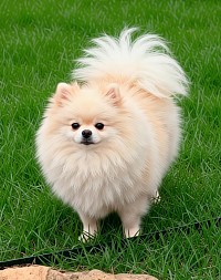 White cream Pomeranian