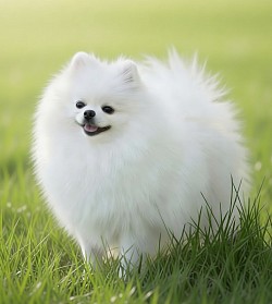 White Pomeranian