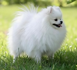 White Pomeranian