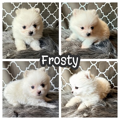 Pomeranian puppy for sale