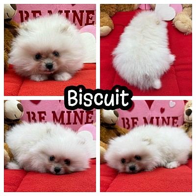 Pomeranian puppy for sale